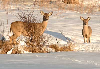 Deer under a tree in snow, photo by Melissa Snell