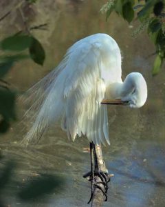 Great Egret Preening, photo by Melissa Snell