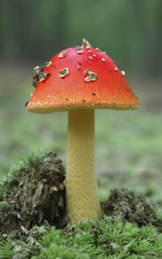 caesar mushroom