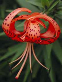 Tiger Lily photo by Jan Dodgins