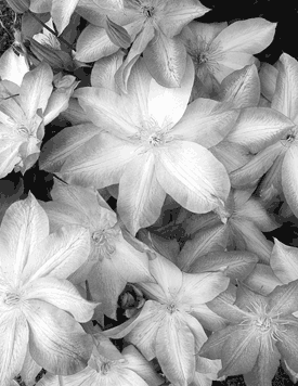 Clematis black & white photo by Jan Dodgins
