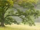 Oak tree by Jan Dodgins